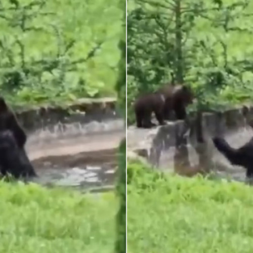 O ursoaică și puii săi surprinși bălăcindu-se în curtea Sanatoriului de Nevroze din Predeal