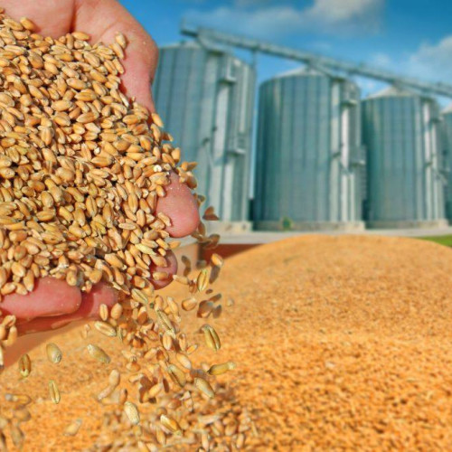 România a înregistrat o creștere a producției de cereale în 2022