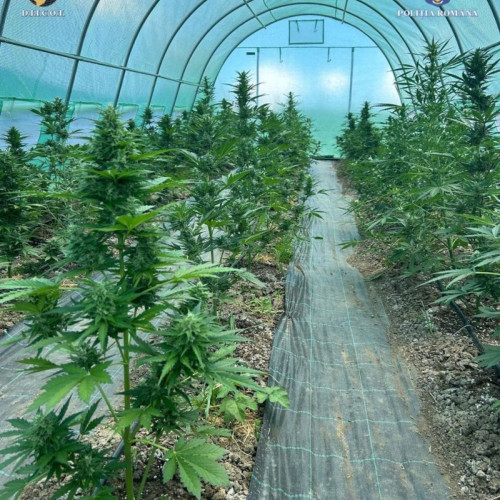 Cultura de cannabis descoperită în comuna Tăureni: o persoană arestată preventiv