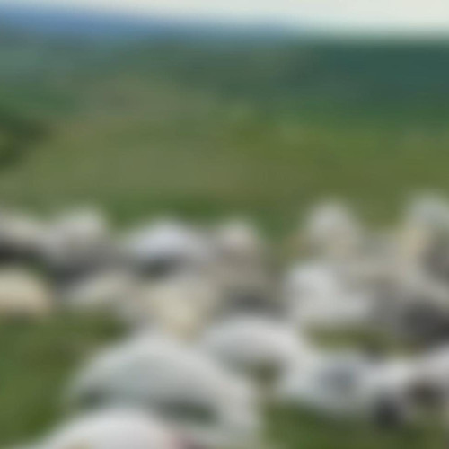 Incident grav în Alba: Un bărbat spitalizat și aproximativ 100 de oi moarte după deparazitare cu Diazinol