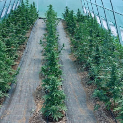 Bărbat din Mureș arestat preventiv pentru cultivarea de canabis