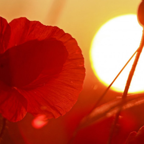 Solstițiul de vară aduce cea mai lungă zi din an