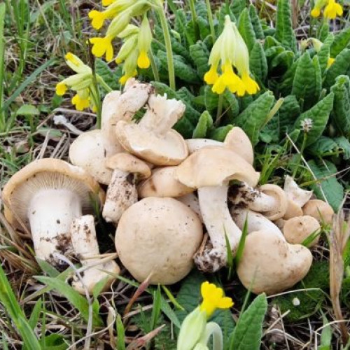 Cuplu internat în stare gravă după intoxicația cu ciuperci