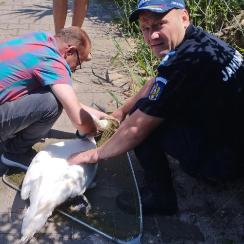 Jandarmii constanteni elibereaza o lebada prinsa intr-un carlig de pescuit