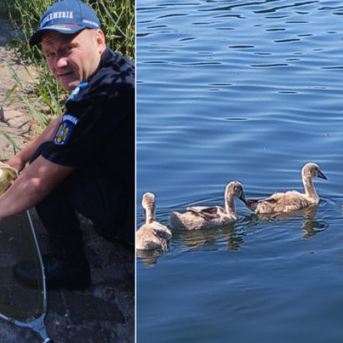 Jandarmii din Constanța au intervenit pentru salvarea unei lebede cu pui la Neptun