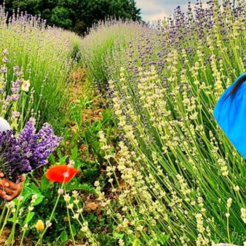 Festival inedit al lavandei în Argeș: O întâlnire olfactivă de Rusalii