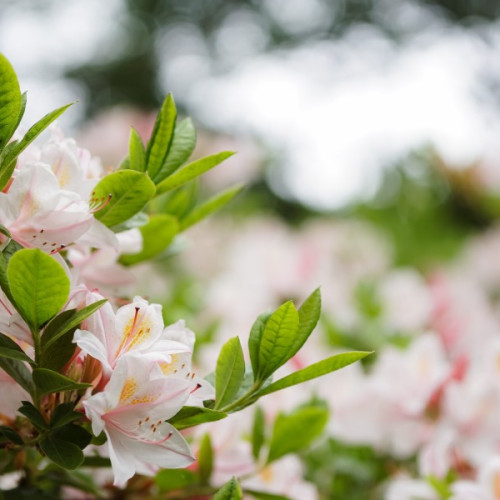 Rhododendronul - O Plantă Fascinantă Care Încântă prin Frumusețea Sa