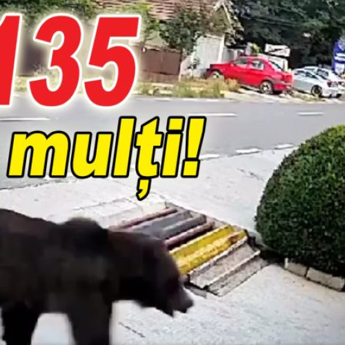 Agentia de Mediu Buzau anunță o creștere semnificativă a numărului de urși în județ