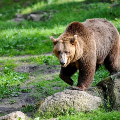 Urșii terorizează din nou comuna Cernătești