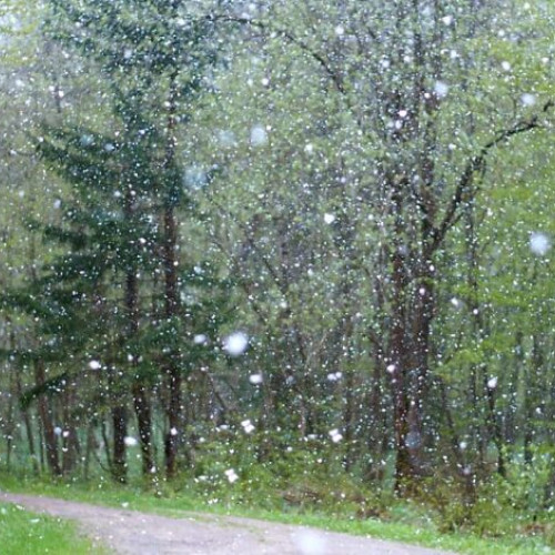 Utilizarea drujbelor pe timp ploios: Sfaturi esențiale pentru siguranță și eficiență