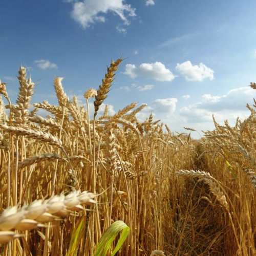 Ziua Biodiversitatii Graului la Ferma Didactica si de Cercetare Ezareni