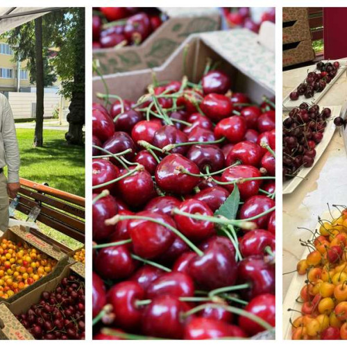 Noi soiuri de cireșe, testate cu succes în județul Iași