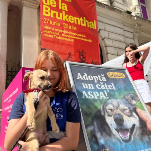 Târg de adopții organizat de ASPA la Art Safari Bucharest