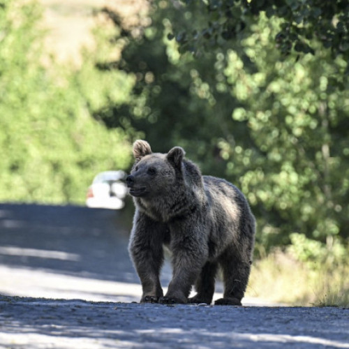 Urs văzut pe străzile din Sinaia: Locuitorii alertați prin sistemul RO-ALERT