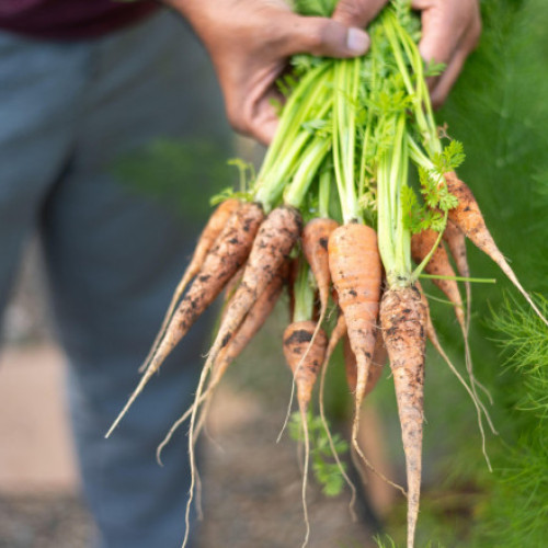 Culegeți-vă singuri legumele la o fermă din județul Iași