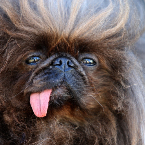 Un câine pechinez numit Wild Thang câștigă titlul de "Cel mai urât câine din lume"