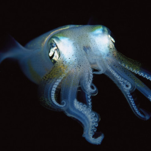 Cercetări noi sugerează că animalele ar putea fi constiente