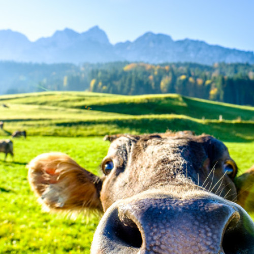 Cele mai ciudate taxe din lume