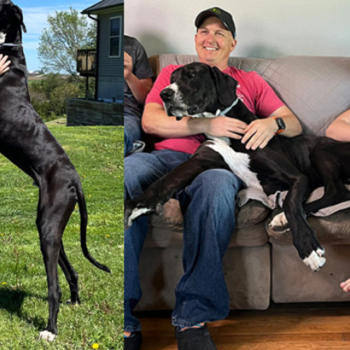 Cel mai înalt câine mascul din lume, Kevin, a murit în mod neașteptat