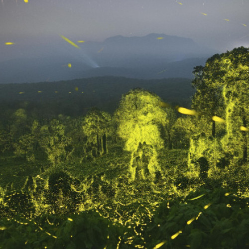 Protejarea suplimentară a 1,2% din teritoriul Pământului ar putea preveni extincția speciilor