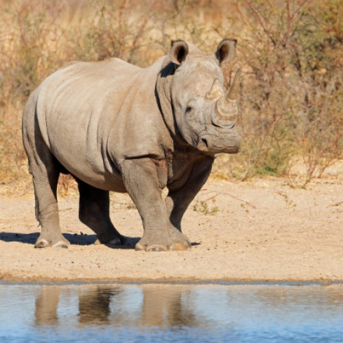 Oameni de știință sud-africani lupta împotriva braconajului rinocerilor albi prin injectarea de materiale radioactive în coarnele animalelor