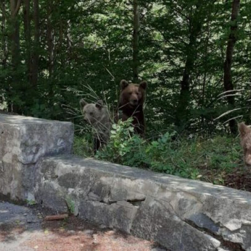 Jandarmii harghiteni intervin de 24 de ori pentru alungarea urșilor