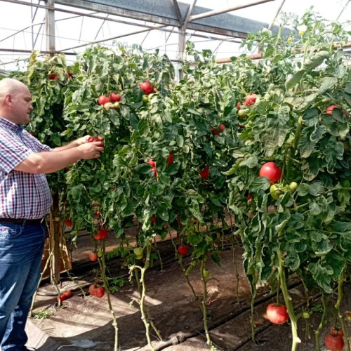 Legumicultură înfloritoare în Botoșani: fermierii locali renasc tradițiile de odinioară