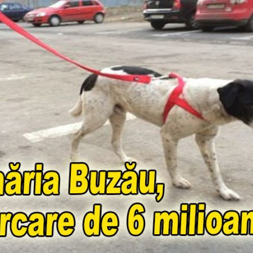 Consilierii locali vor vota un proiect controversat de subvenționare a sterilizării câinilor din Buzău