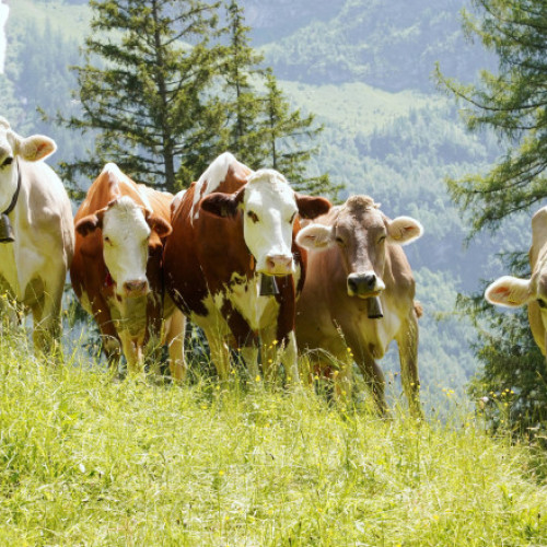 Excursionistă din Alpii austrieci își pierde viața în urma unui atac de vaci