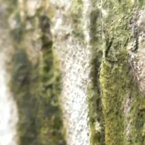 Un nou alergen descoperit de cercetătorii din România