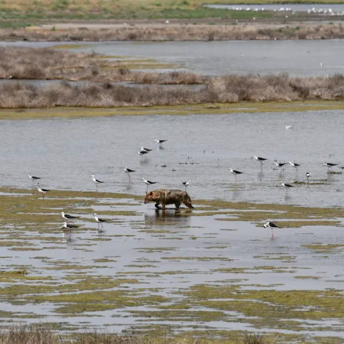 Populația de șacali aurii din Delta Dunării, la control