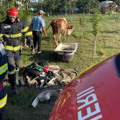 Vacă salvată din groapă de doi metri de pompierii din Botoșani