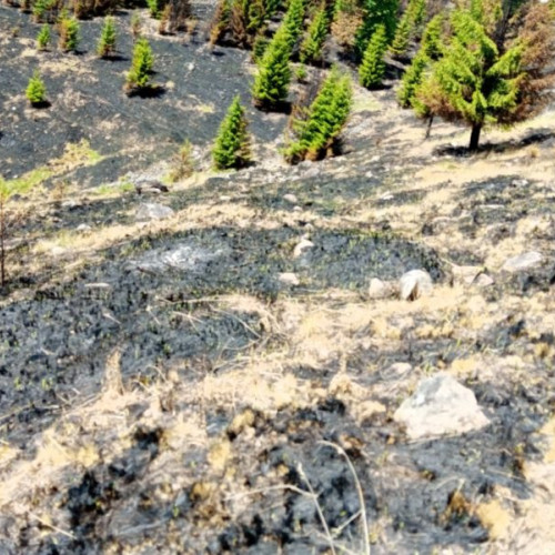 Cazurile de incendii de vegetație uscată în arii protejate din Harghita cresc alarmant