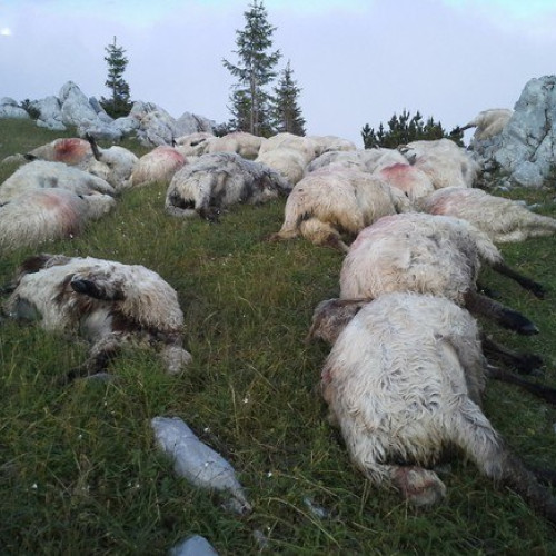 Vremea nefavorabilă provoacă pierderi în Maramureș