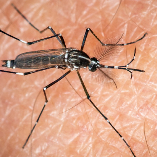 Primul vaccin împotriva chikungunya a fost autorizat de Comisia Europeană