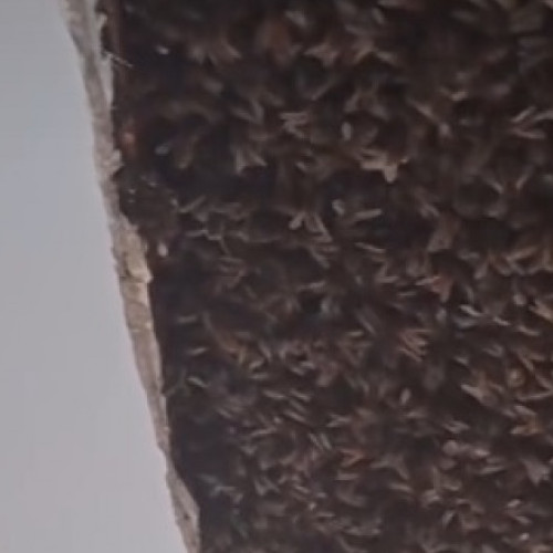 Trei colonii uriașe de albine, descoperite în tavanul unei case din Scoția