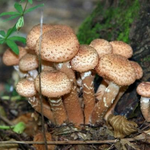 Cinci copii și un adult din Botoșani, la spital după intoxicație cu ciuperci otrăvitoare