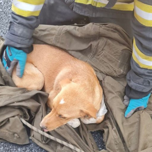 Pompierii militari au intervenit pentru salvarea unui câine căzut într-o râpă de 10 metri