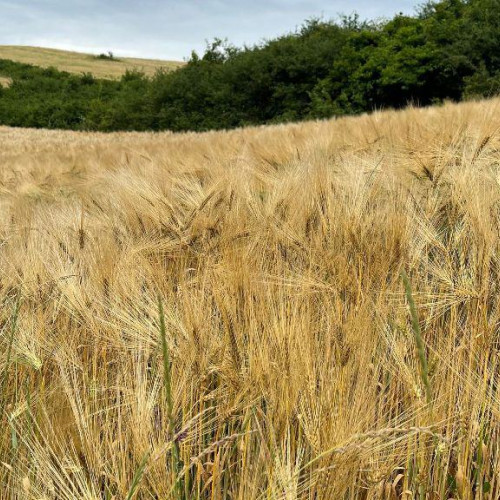 Tradițiile lunii iulie în România