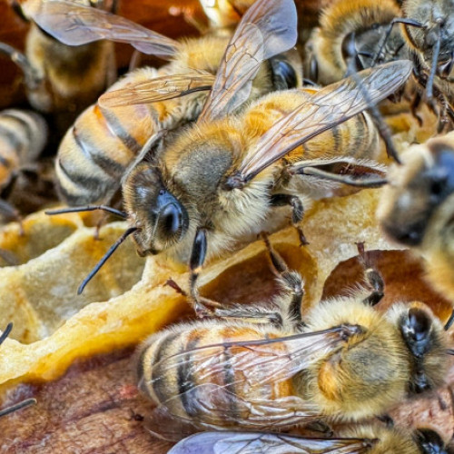 Cercetătorii britanici oferă o soluție pentru conservarea alimentelor în Ucraina