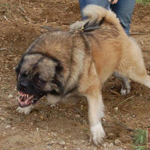 Dezvăluire șocantă în județul Botoșani: un cioban găsit sfâșiat de câini