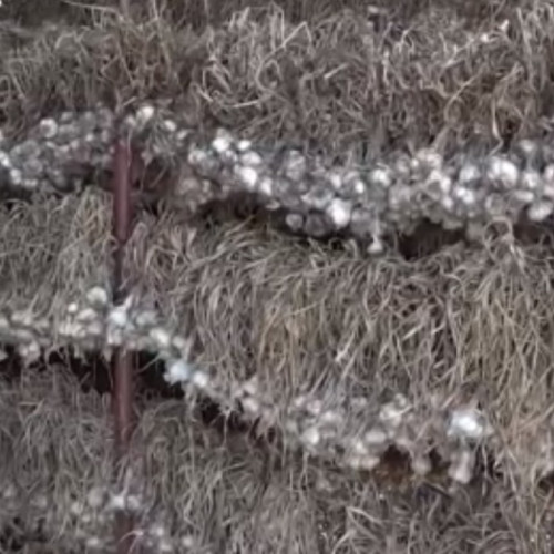 <pre><code class="language-markdown">### Producția de usturoi românesc, afectată sever de condițiile meteo

Producția de usturoi din România riscă să fie cea mai mică din ultimii trei ani, conform cultivatorilor care au inițiat recent recoltarea. Factorii principali care au influențat această scădere semnificativă, estimată la 60% comparativ cu un an normal, au fost seceta și vremea imprevizibilă din ultima perioadă.

În comuna Copălău, județul Botoșani, jumătate dintre locuitori se ocupă cu cultivarea usturoiului pe suprafețe extinse, acest soi fiind recunoscut la nivel național. După scoaterea usturoiului din pământ, fermierii îl lasă pe câmp timp de trei zile pentru uscare, înainte de a-l împleti și depozita.

Condițiile meteo nefavorabile, caracterizate printr-o perioadă de căldură excesivă urmată de ploi abundente și târzii, au afectat culturile, determinând o redenunțare a plantelor. Din acest motiv, usturoiul a devenit mai mic și riscă să se deterioreze în sol. Producătorii se așteaptă la o recoltă cu 40% mai mică decât cea de anul trecut. Cultivatorii mari, care anterior înregistrau vârfuri de 12 tone pe hectar, prevăd acum că vor culege doar jumătate.

Neculai Dulgheriu, un cultivator local, a declarat: „Nu s-a putut dezvolta din cauza că nu a avut apă la timpul lui.” Primarul comunei Copălău, Ciprian Ivanov, a adăugat: „Nu prea ne-a ajutat vremea, ploile venind doar în ultima clipă, aproape de recoltat, grăbind inclusiv această manoperă de recoltare cu aproximativ două săptămâni.”

În regiunea Buzăului, unde există peste 350 de cultivatori de usturoi, producătorii speră să obțină cel puțin trei tone pe hectar, acesta fiind pragul necesar pentru a primi subvenția de stat.

Conform datelor Institutului Național de Statistică, un român consumă în medie 2,5 kg de usturoi pe an. Producția internă urmează să ajungă pe piață în aproximativ două săptămâni. Totuși, fermierii avertizează că scăderea producției va influența și prețul, un kilogram de usturoi putând să fie mai scump cu aproximativ cinci lei față de anul precedent.
</code></pre>
