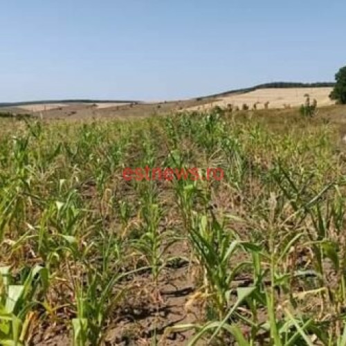 Seceta pedologică afectează grav culturile de grâu și porumb în Vaslui