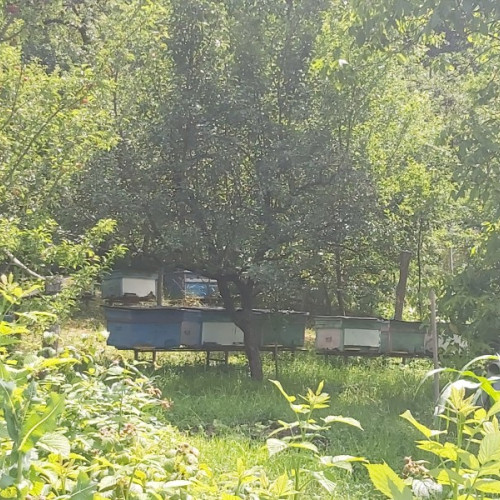 Apicultorii pot depune cereri de finanțare până la 31 iulie