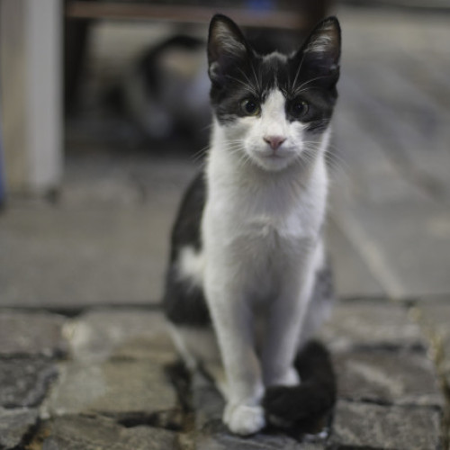 Caz șocant la Reșița: trei tineri au chinuit o pisică maidaneză