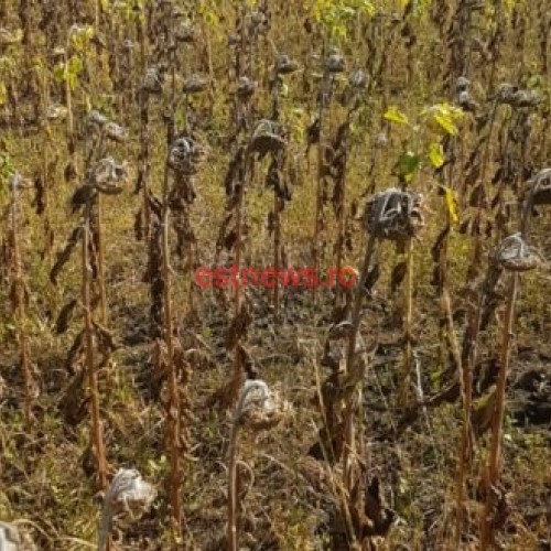 Agenția pentru Finanțarea Investițiilor Rurale publică ghidul consultativ pentru submăsura 17.1 în domeniul asigurărilor agricole