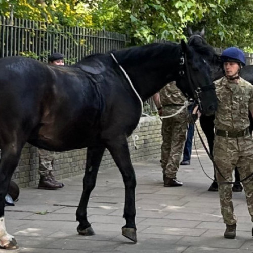 Cai militari fug speriați în centrul Londrei