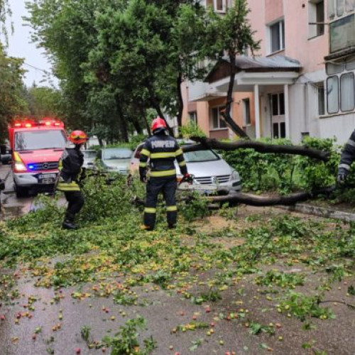 Un copac doborât de vânt a blocat o stradă în Botoșani