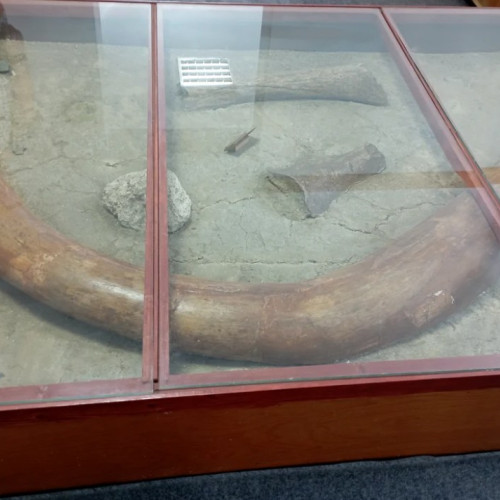 Cel mai mare fildeș de mamut din sudul și estul Europei, descoperit în județul Botoșani