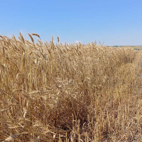 Cernoziomul cambic de la Mileanca: O comoară agricolă a României